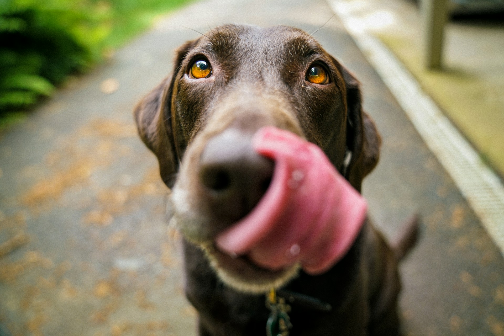 Perros en la cultura popular: iconos que marcaron generaciones